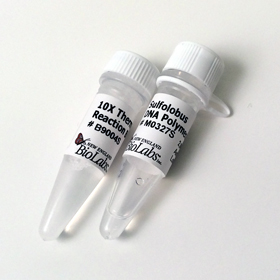 Sulfolobus DNA Polymerase IV Lesion Bypass Polymerase