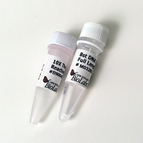 Bst DNA Polymerase Full Length