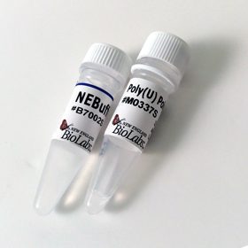 Poly U Polymerase