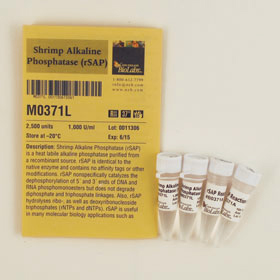 Shrimp Alkaline Phosphatase rSAP