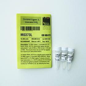 T4 RNA Ligase 2 truncated KQ