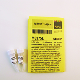 SplintR Ligase
