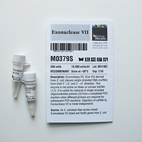 Exonuclease VII