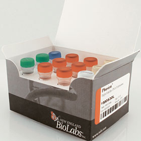 Phusion High Fidelity DNA Polymerase