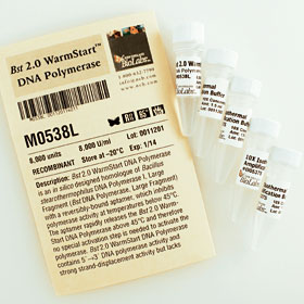 Bst 2 0 WarmStart DNA Polymerase