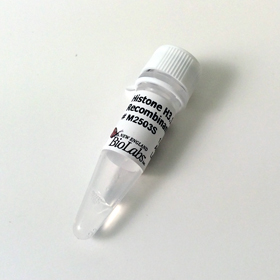 Histone H3 1 Human Recombinant
