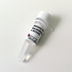 Histone H4 Human Recombinant