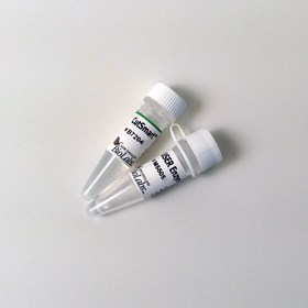 USER Enzyme