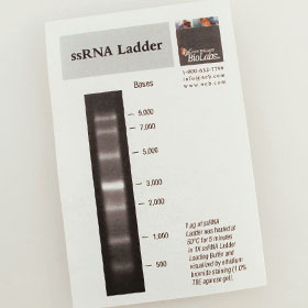 ssRNA Ladder