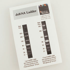 dsRNA Ladder