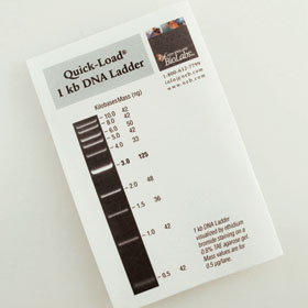 Quick Load 1 kb DNA Ladder