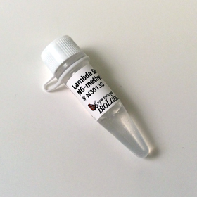 Lambda DNA N6 methyladenine free