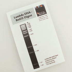 Lambda DNA BstE II Digest