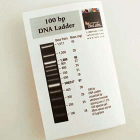 100 bp DNA Ladder