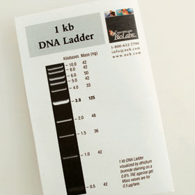1 kb DNA Ladder