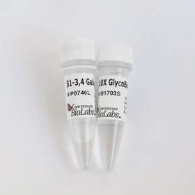 Beta1 3 4 Galactosidase