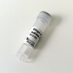 Oligo d T 18 no 5 Phosphate
