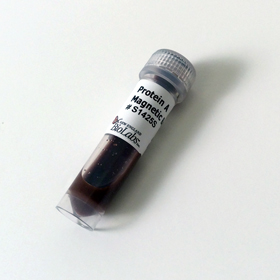 Protein A Magnetic Beads