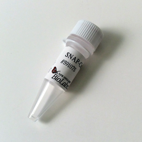 SNAP Cell Fluorescein